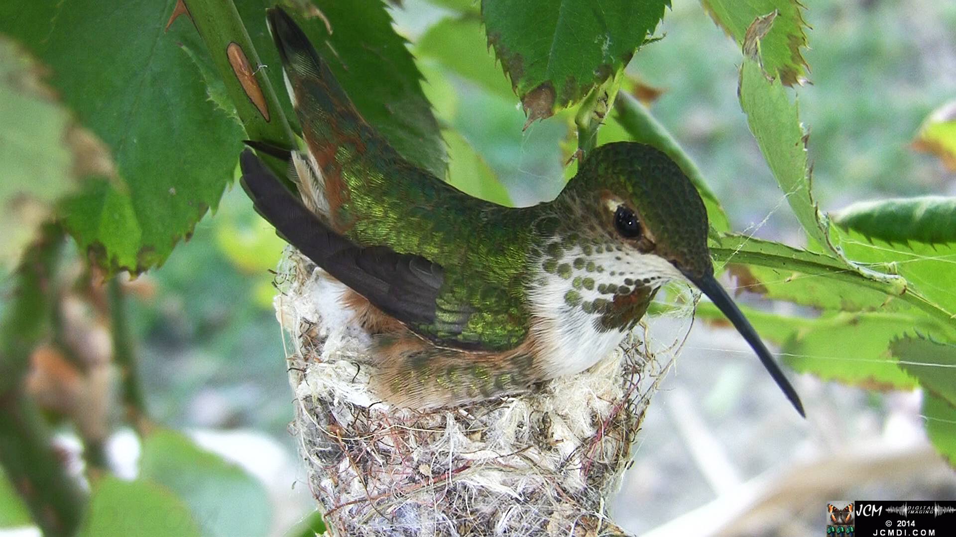 Allen's Hummingbird female in nest 
